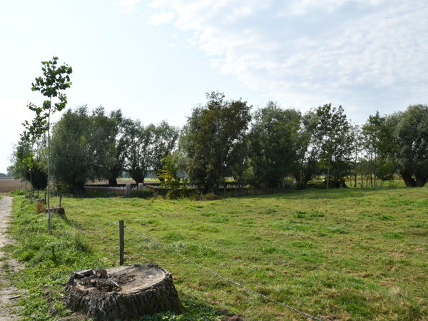Flanders_Fields_September19_2020
