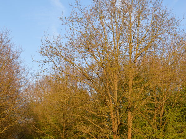 horst_kesselberg