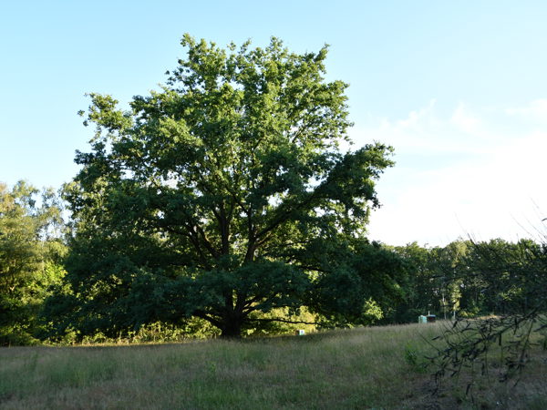 horst_kesselberg_31Jul2020