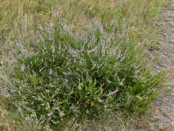 horst_kesselberg_31Jul2020