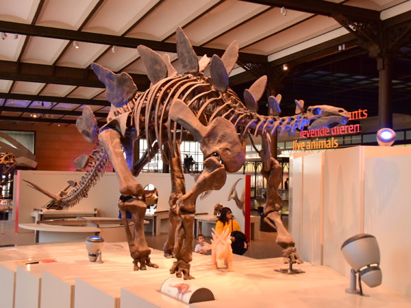 museum_of_natural_history_brussels