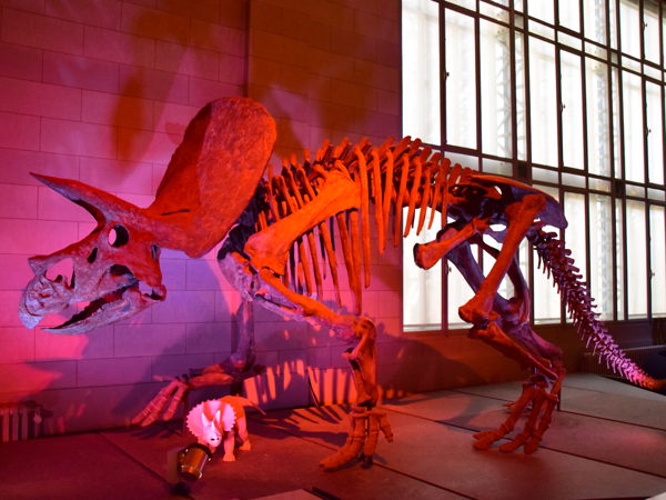 museum_of_natural_history_brussels