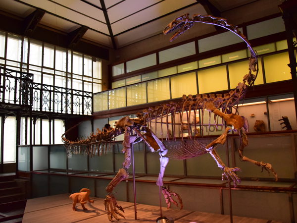 museum_of_natural_history_brussels