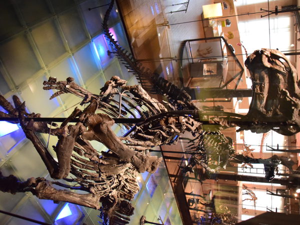 museum_of_natural_history_brussels
