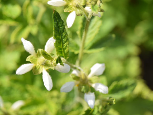 Botanical_Garden_Leuven_July_12_2020
