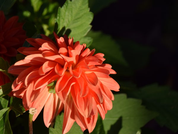 Botanical_Garden_Leuven_July_12_2020