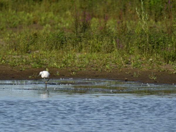 Bourgoyen_26Jul2020
