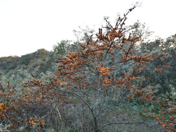 De_Panne_Nov_07_2020