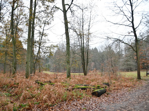 Heverleebos_Dec_12_2020