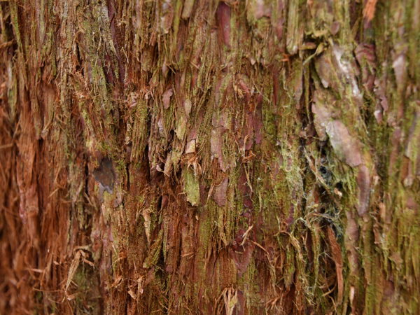 Heverleebos_Dec_12_2020