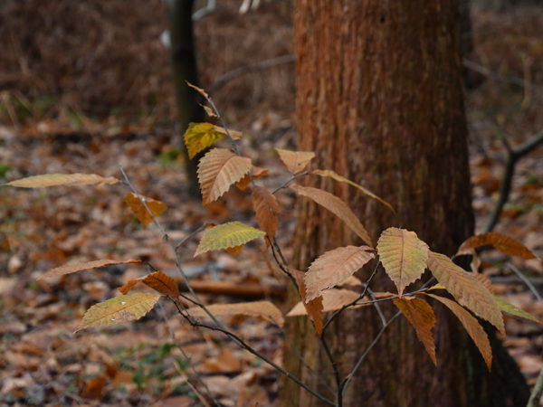 Heverleebos_Dec_12_2020