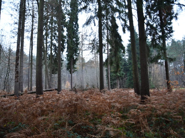 Heverleebos_Dec_12_2020
