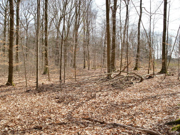Woods-04Apr15