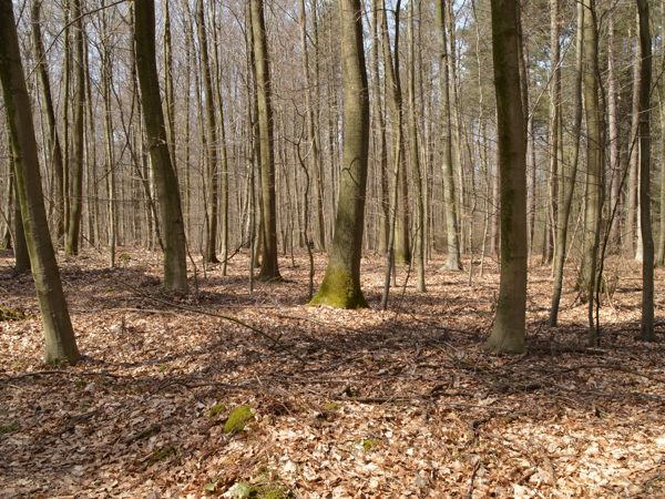 Woods-04Apr15