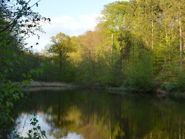 Woods01May15