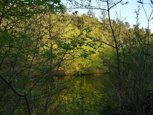 Woods01May15