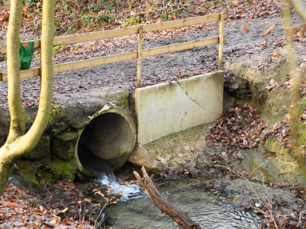 Woods_Everberg_01Jan2021