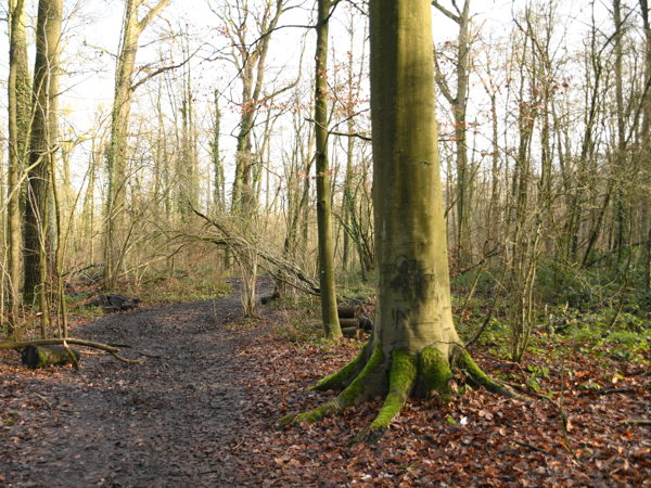 Woods_Everberg_01Jan2021