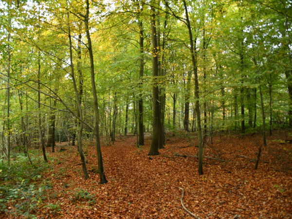 Zoete_Waters_Nov_01_2020